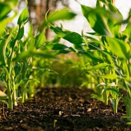 Champs agricoles et production locale